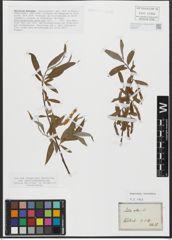 Foto von Salix alba L.